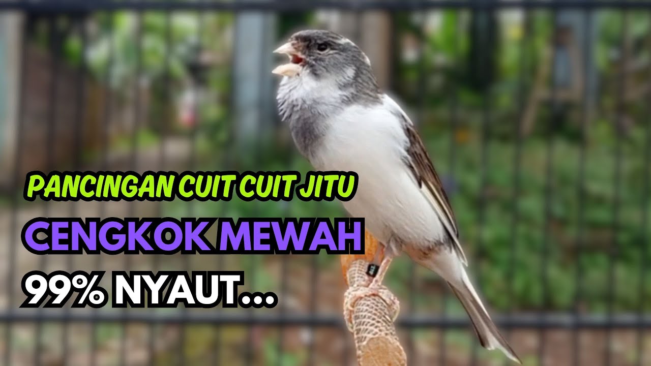 KENARI GACOR  Cuit CUIT BIRAHI SUARA Kenari MASTERAN TERBAIK UNTUK PANCINGAN & MASTERAN Kenari PAUD