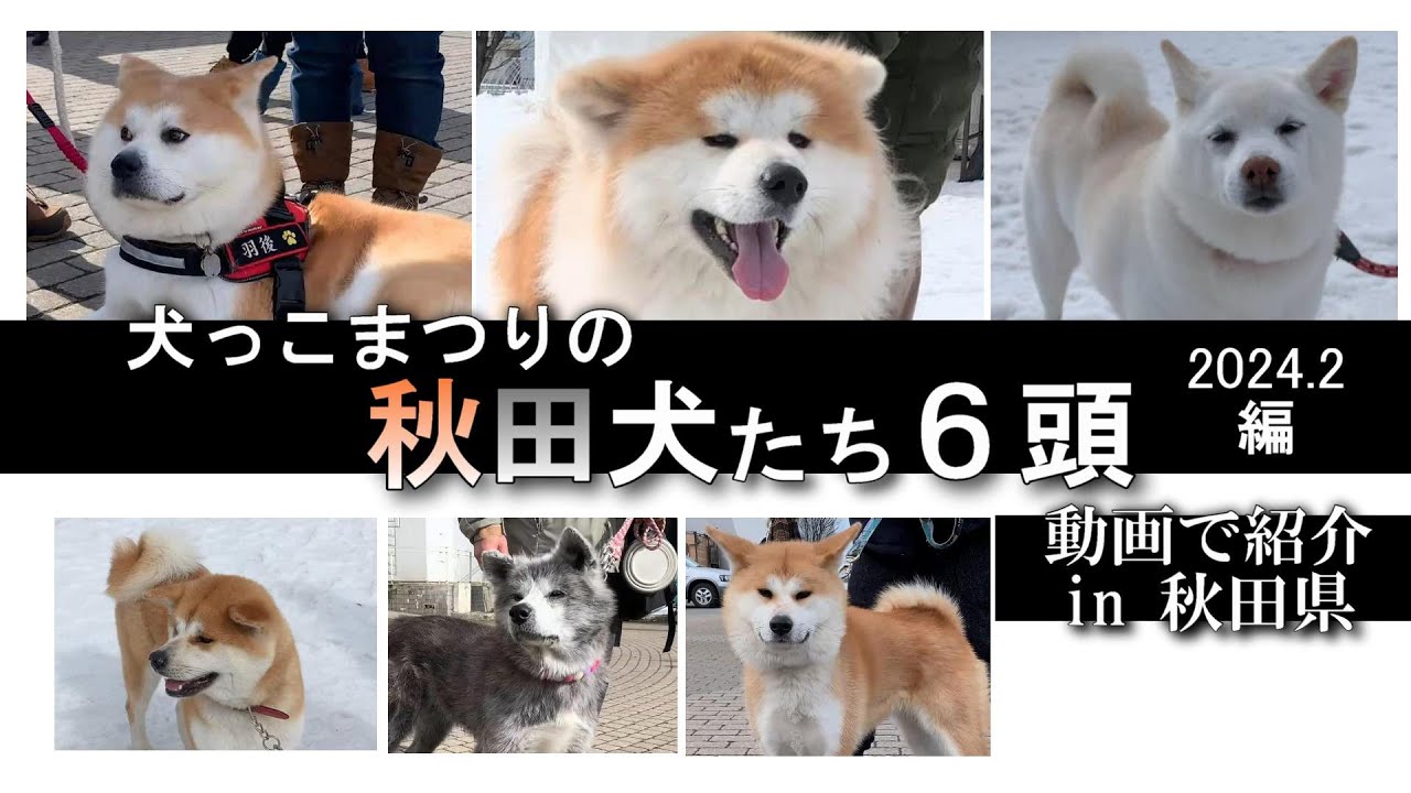 犬っこまつり2024①【秋田犬たち】湯沢市・秋田県のイベント2月10日(土)の1日目初日 日本全国からぞくぞく。 石川金沢、埼玉、茅ケ崎などから秋田犬が集結中 人気の長毛種モカちゃんなど秋田犬6頭。