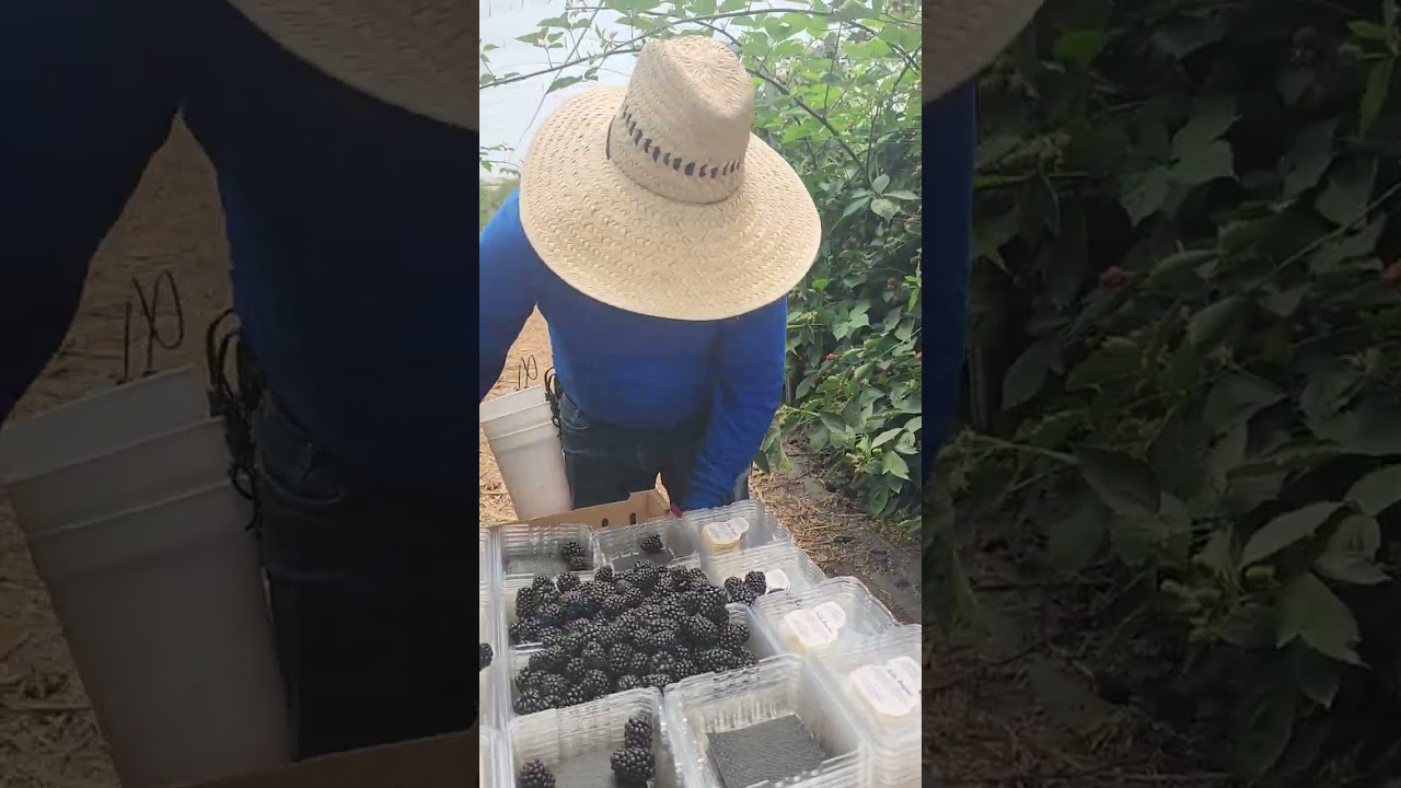 pisca de mora negra ( cuando somos nuevo en la mora estamos aprendiendo a empacar 😀