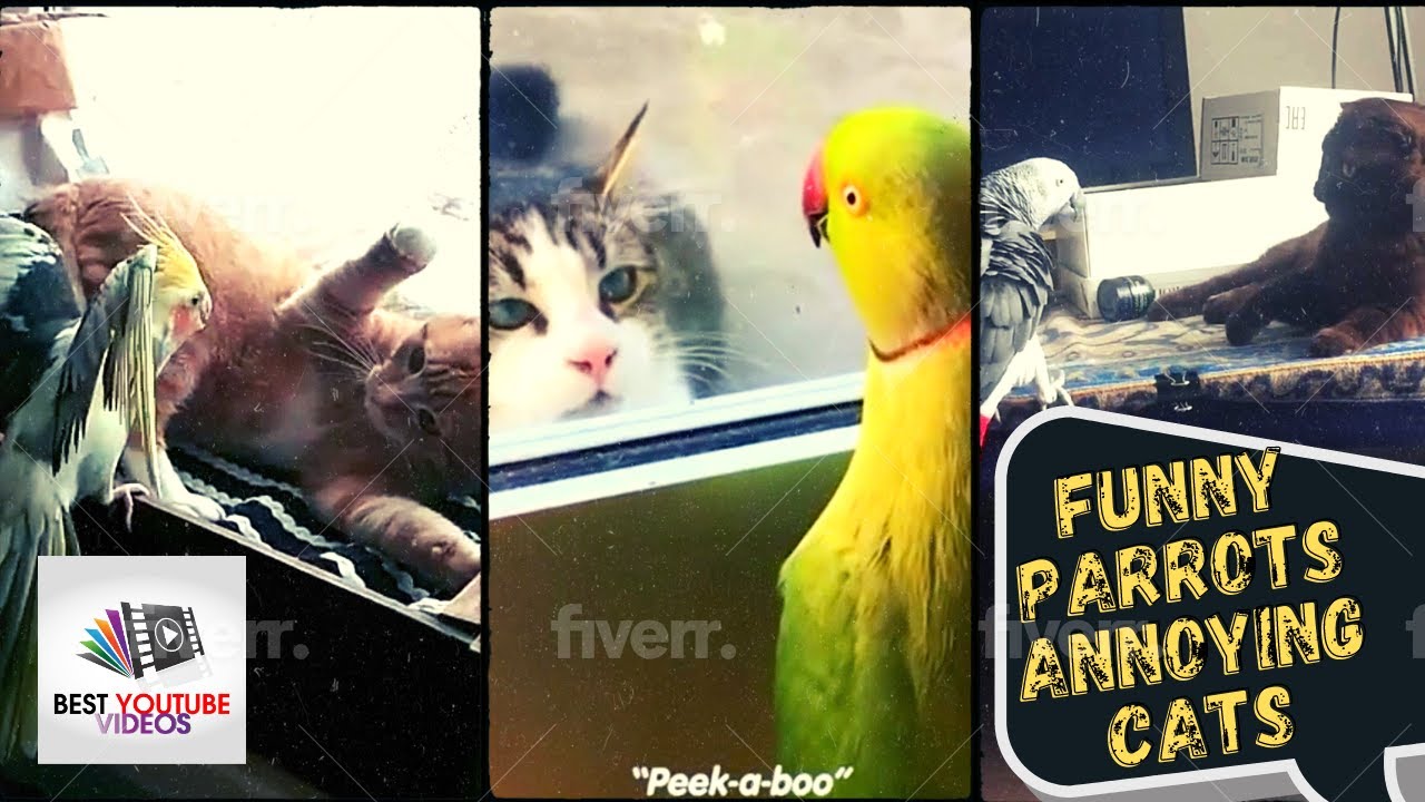 Funny Parrots Annoying Cats Edition 2021 | Best Youtube Videos