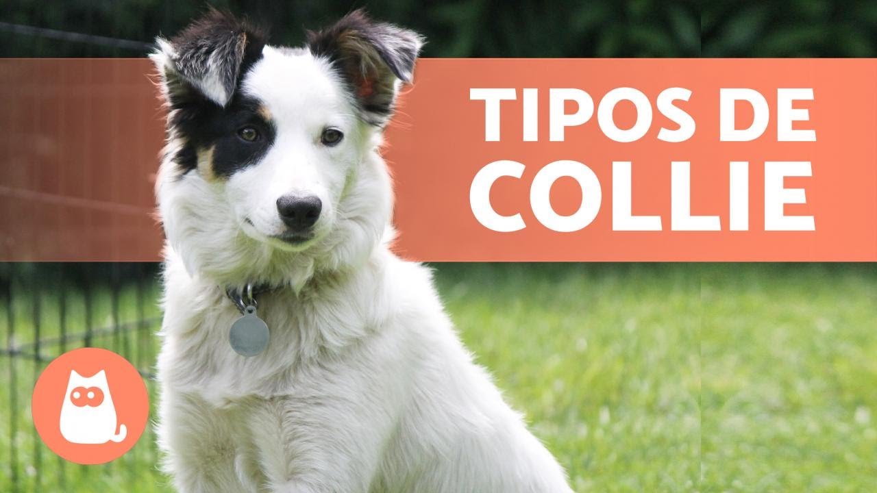 4 RAZAS de PERRO COLLIE 🐕 ¿Las conoces todas?