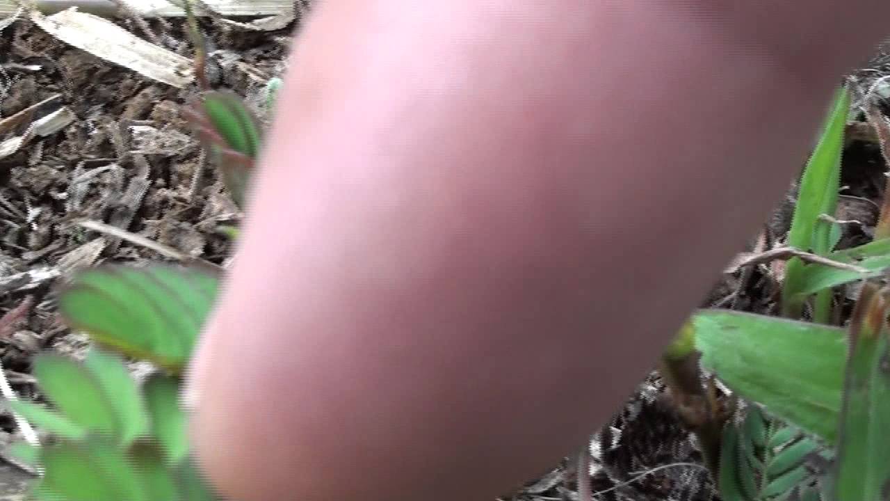 Dormilonas, Costa Rica,