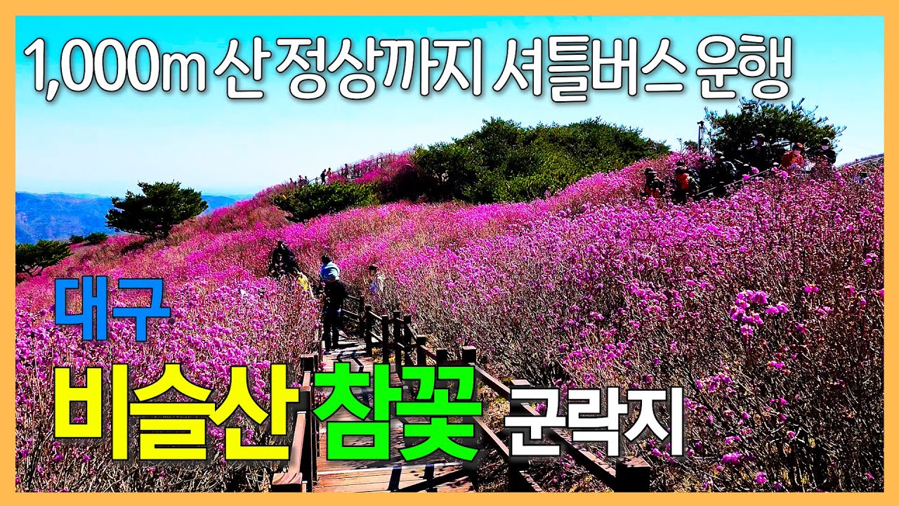 대구 비슬산 참꽃 군락지 / 셔틀버스 타고 1,000m 산꼭대기까지 갈 수 있는 곳 | 비슬산 대견사 / 대견봉