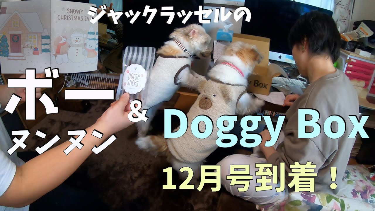 ジャックラッセルのボー＆ヌンヌン 今年最後のドギーボックスが可愛すぎた！！