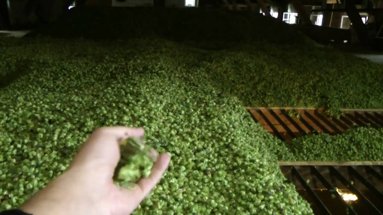 Hallertauer Hopfen Connection