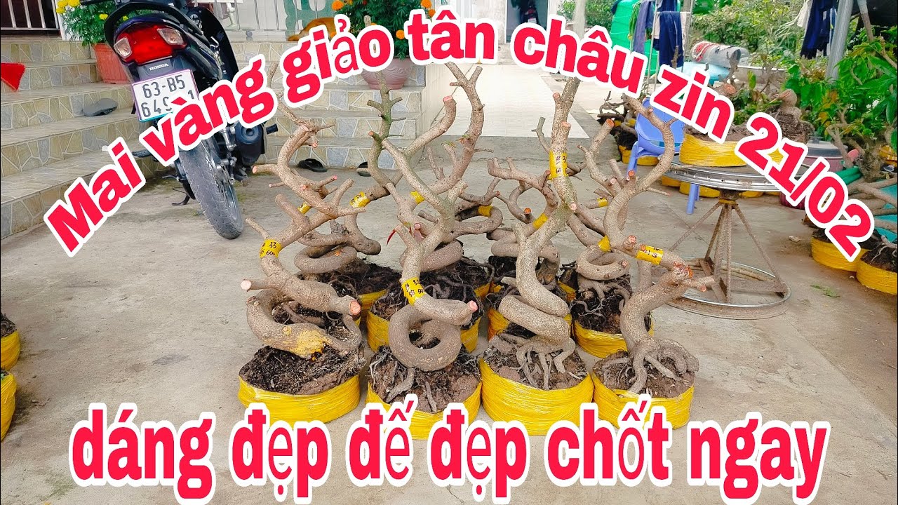 Mai vàng giảo tân châu zin 21/02 Zalo 📱 0974483509 Cường con mong cô chú ủng hộ 