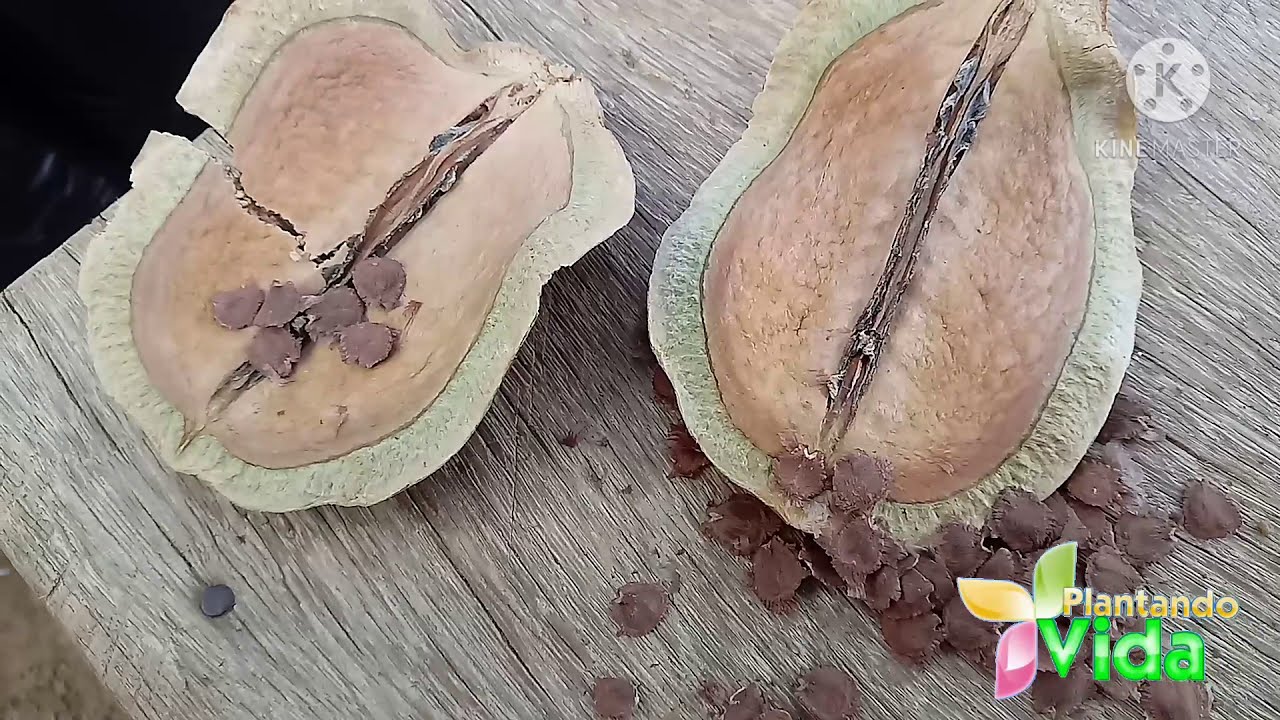 Conhecendo a árvore Jacarandá Mimoso