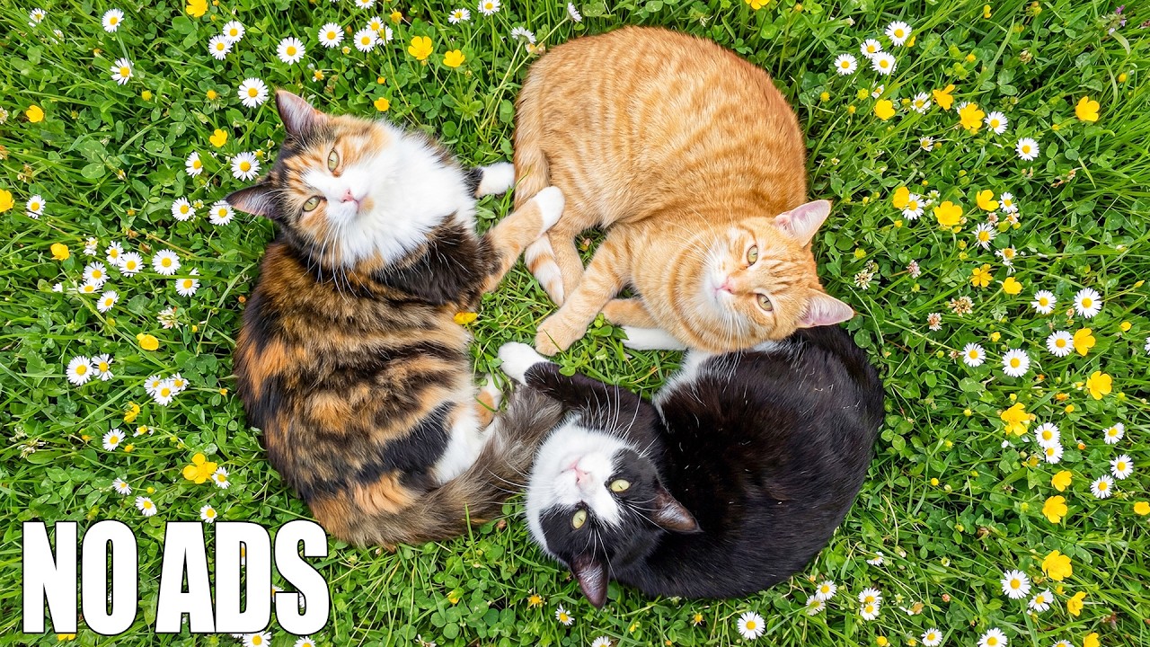 12 HOURS Cat Music 🐈 Anti Stress & Relaxation for Nervous Cats 🎵 Cat Calming 🎶 No Ads
