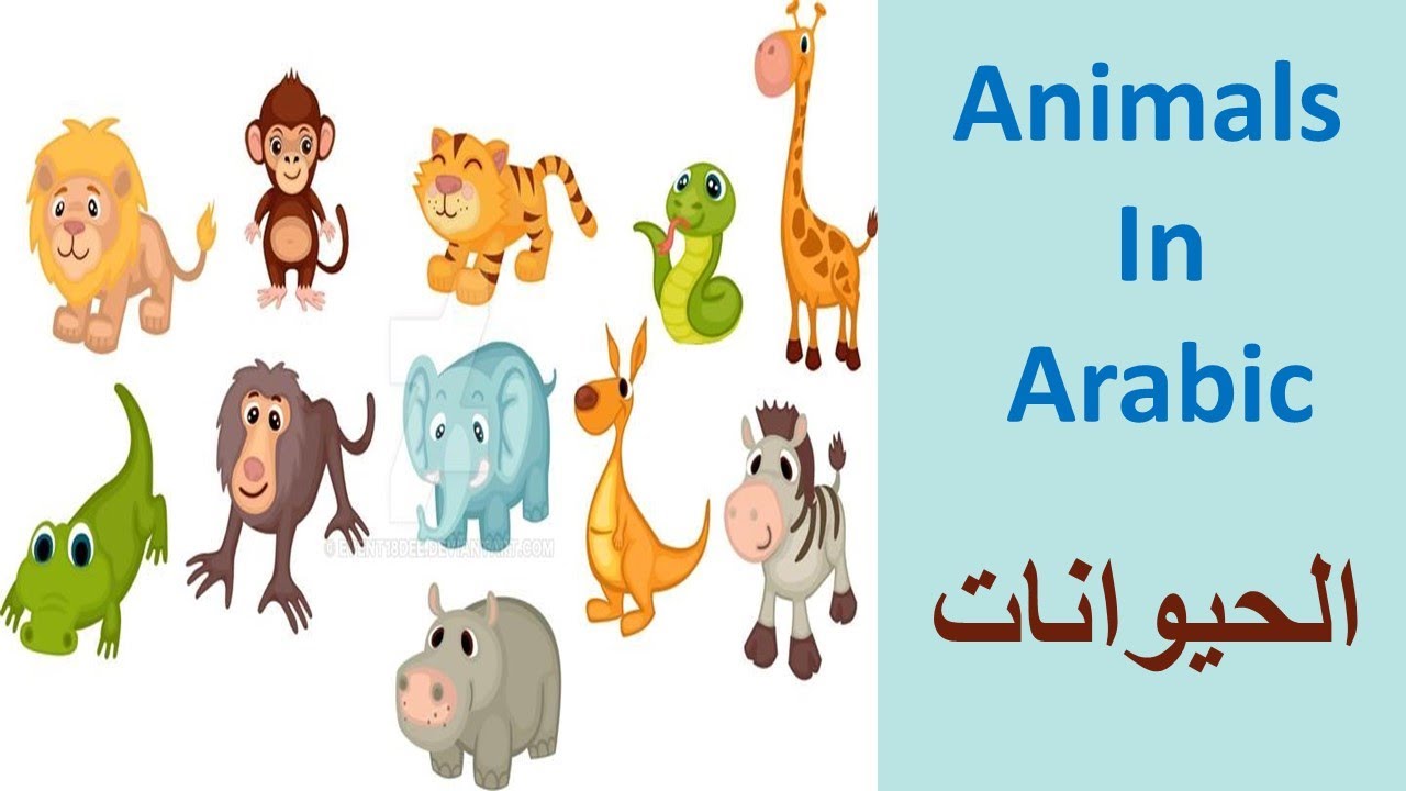 Learn Arabic language lessons for beginners/ The names of animals in Arabic.