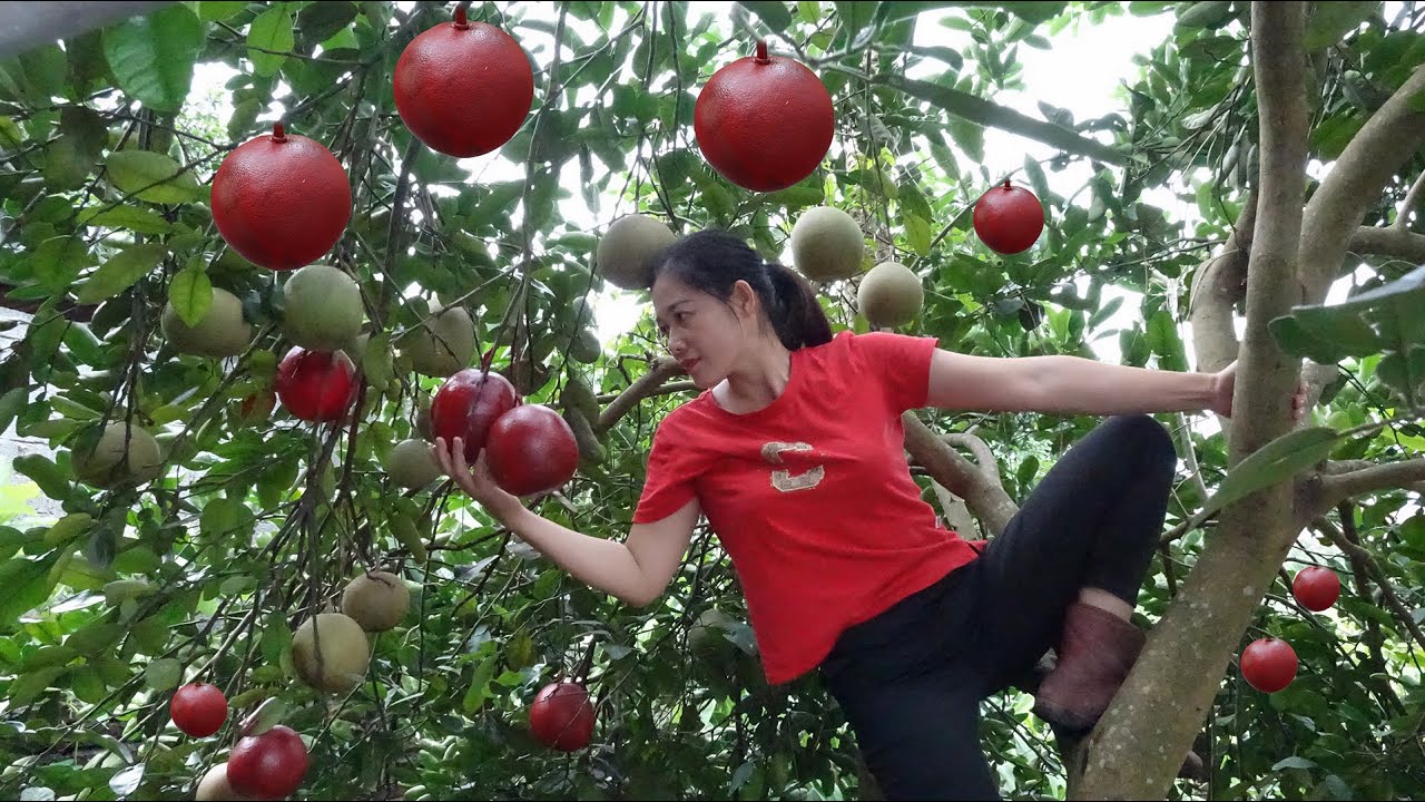 Harvest Life Harvesting GRAPEFRUIT Go to the Market Sell, Take Care of the Green Garden