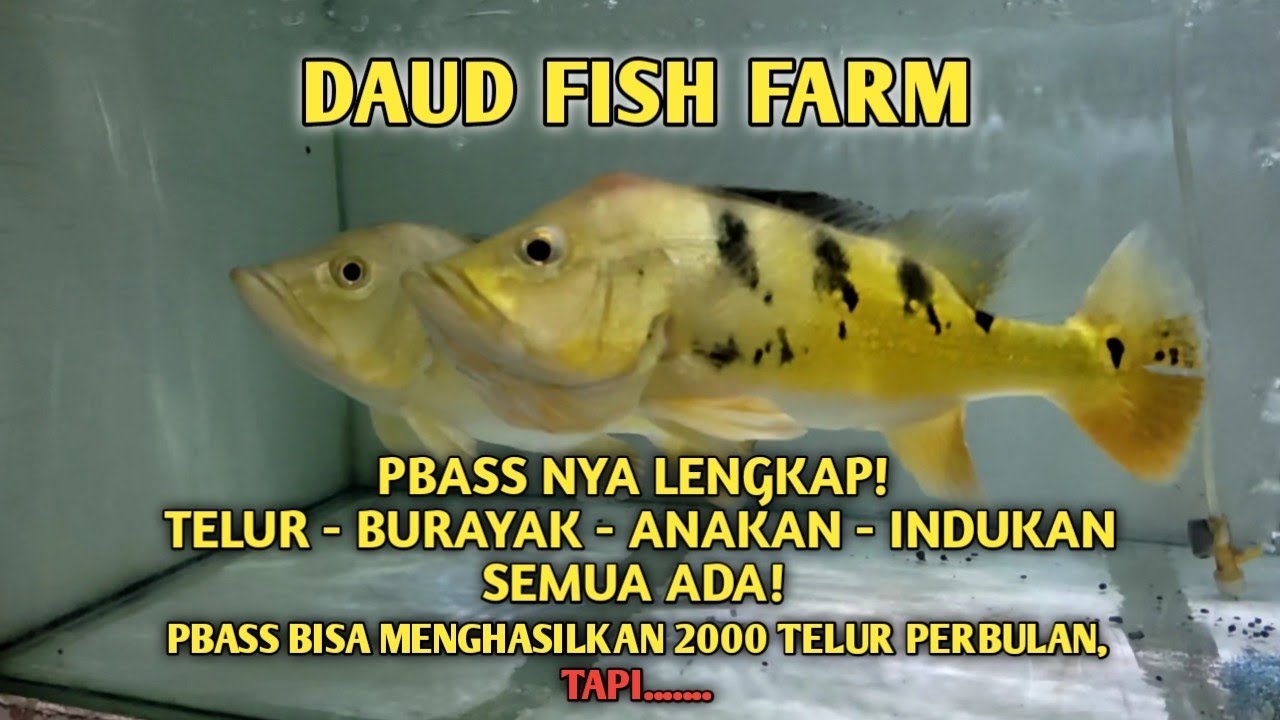Main ke Breeder Pbass Terbesar di Cirebon, Koleksi Ikannya Banyak! - DAUD FISH FARM