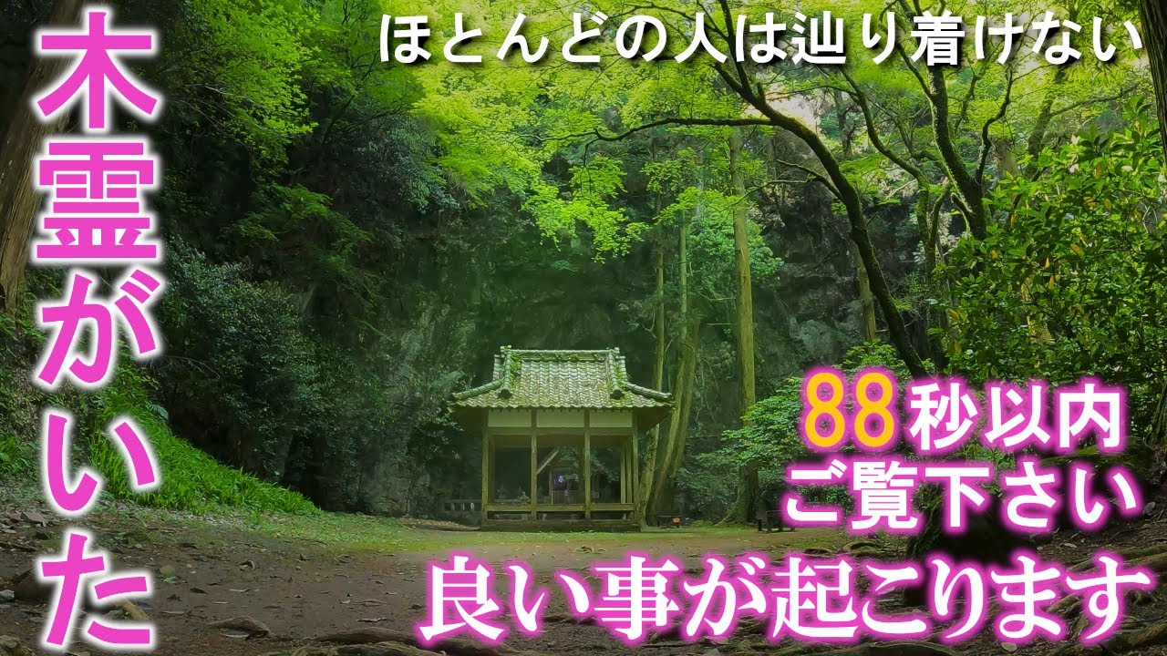 ⚠️ほとんどの人は辿り着けない※まるでジブリのような聖域に現れた木霊の姿を見れたらとんでもない強運です。次々と良い事が起こり始めます。もし逃したら二度とありません｜長崎県雲仙遠隔参拝133
