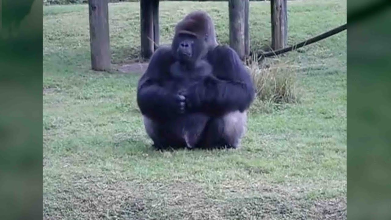 Gorilla uses sign language to communicate with zoo visitors