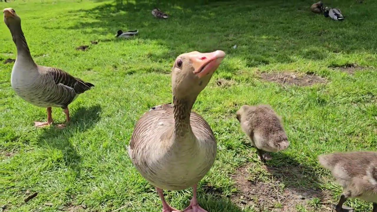 #Fear the geese - The #world's longest #greylag #geese #hissing #compilation-1😊😊 | #youtubevideos