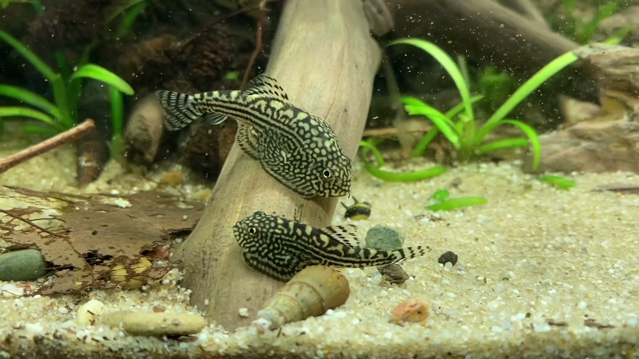 PRACHTFLOSSENSAUGER SEWELLIA LINEOLATA Teil 1