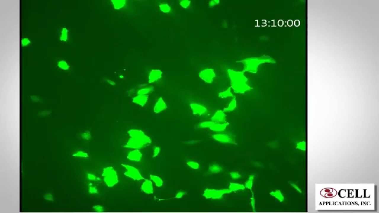 HUVEC Transfection Optimized with Cytofect&trade; Kit
