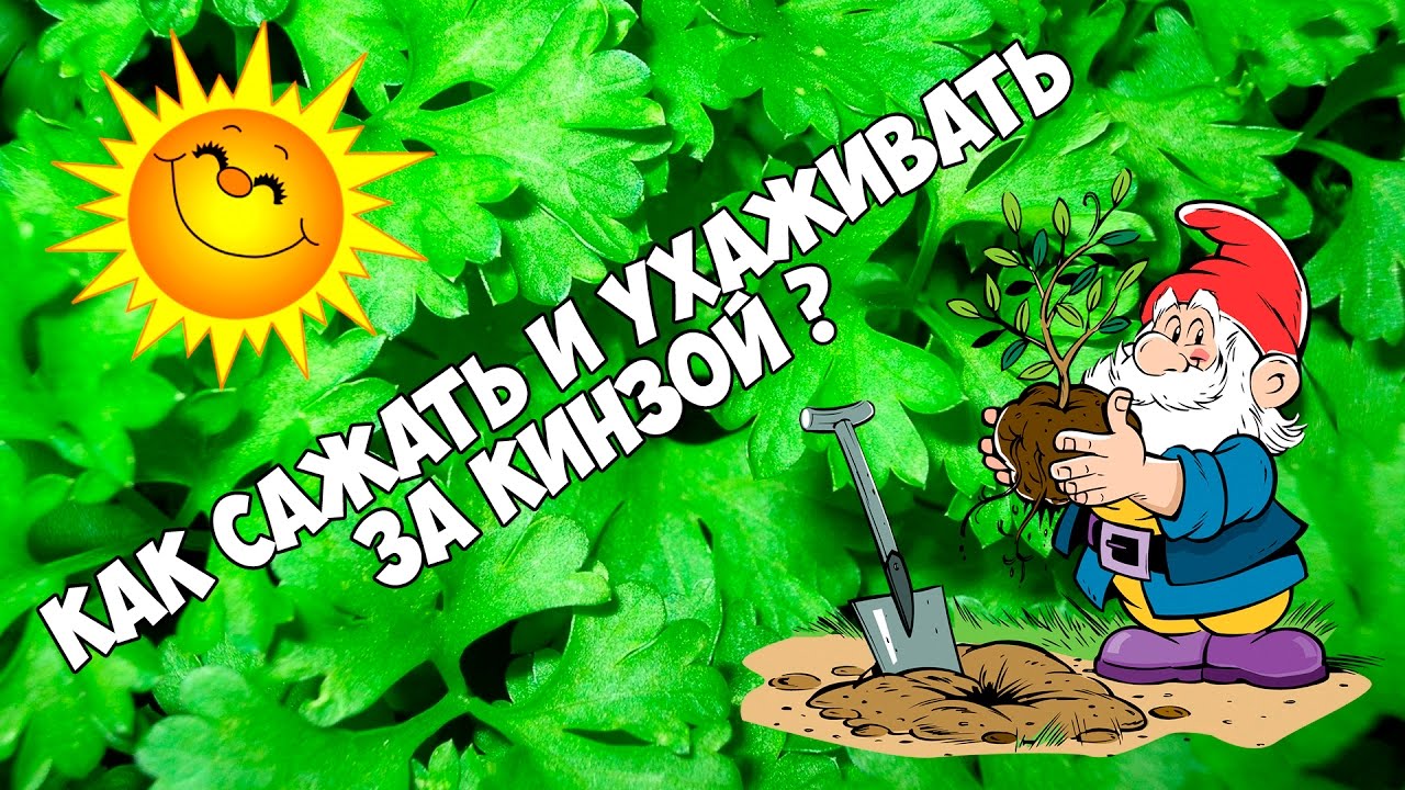 Лучшие сорта кориандра (кинзы), как сажать и ухаживать за кинзой