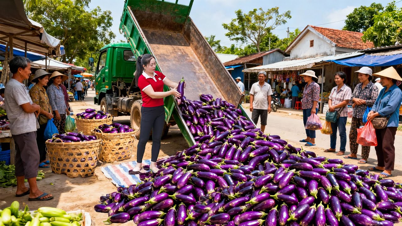 Harvesting 3000+ Eggplants in 1 Day | Truck Transport to Village Market for Sale | Tieu Hue Daily
