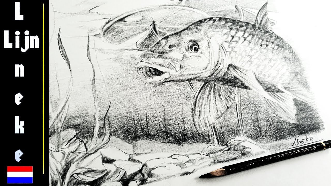 Hoe teken je een vis onder water (Karper) realistisch met Potlood in stappen