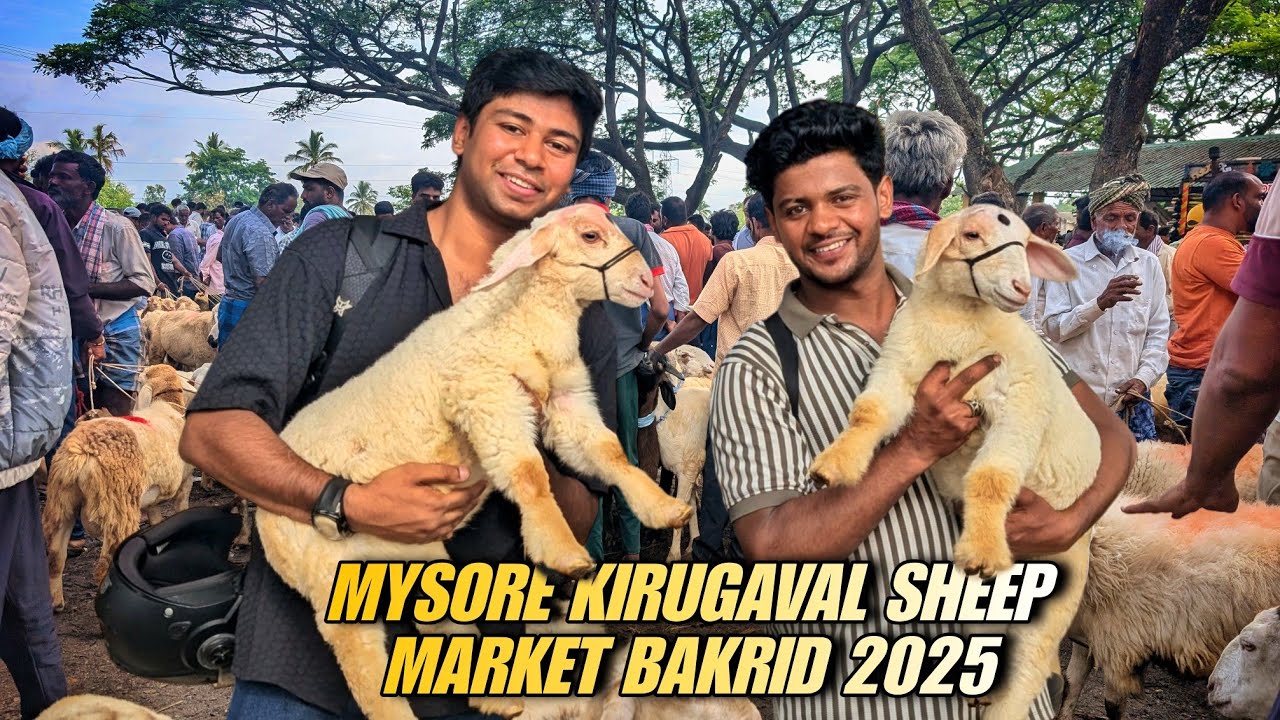 Mysore Kirugaval sheep market 2025 ❤️