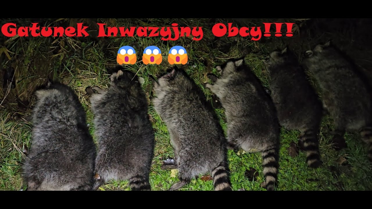 Polowanie nocne na szopy  Odc.37