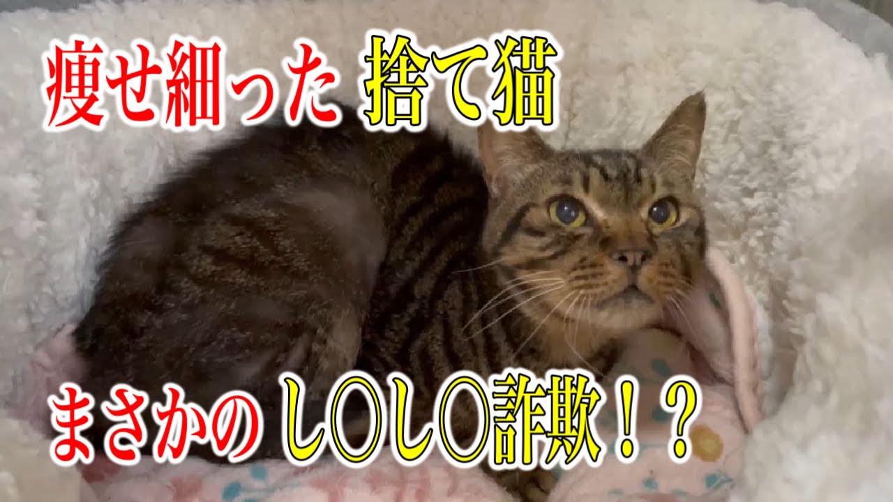 【復活！】一時はダメかと思いましたが、体重が！