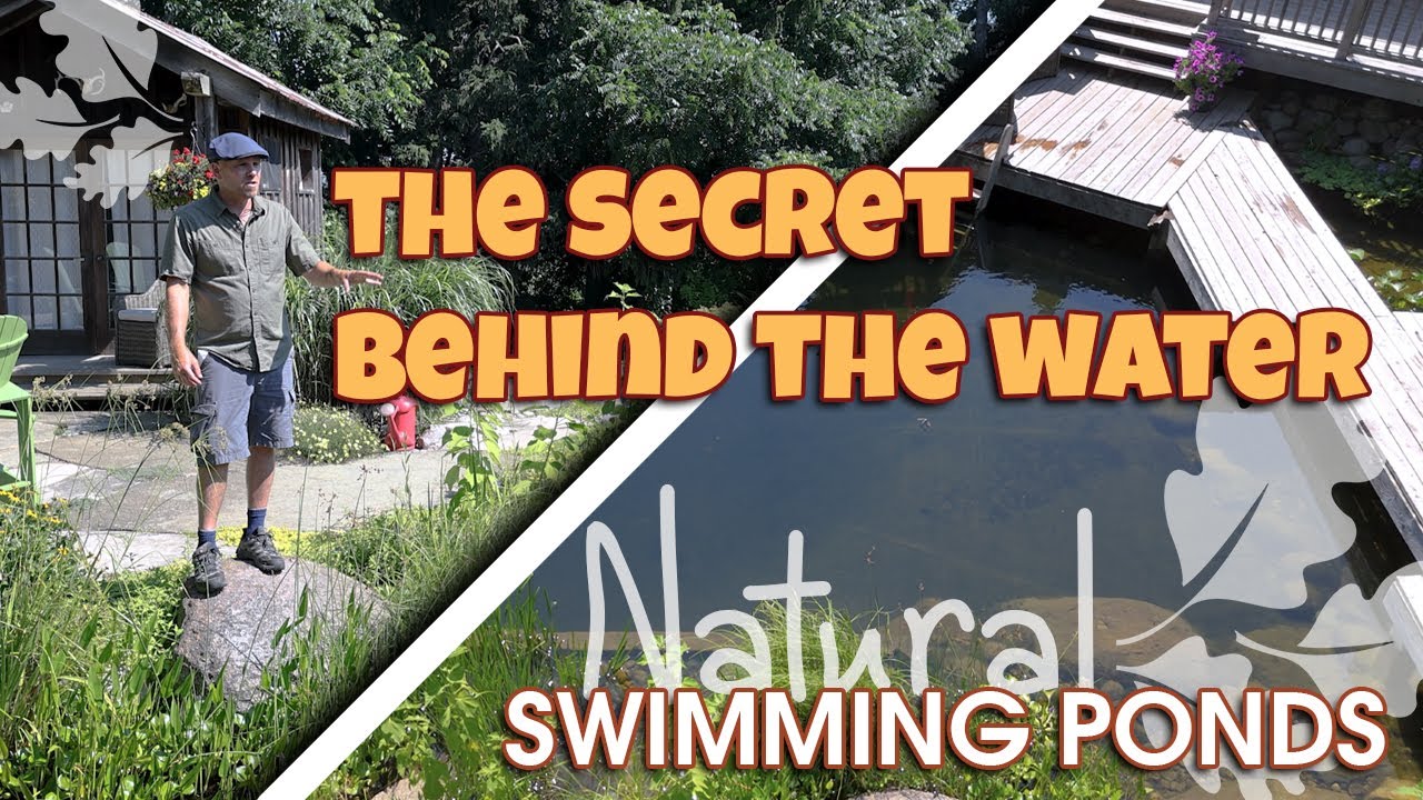 Nature Swim Pond Tour in Southern Ontario