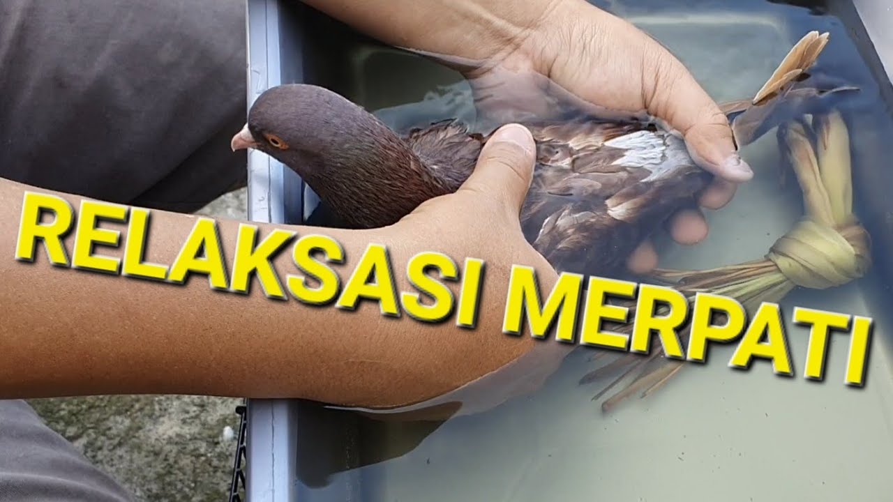 Vlog Baron, Relaksasi Merpati setelah Lomba dan Gojlok Dengan Ramuan Herbal Tradisional