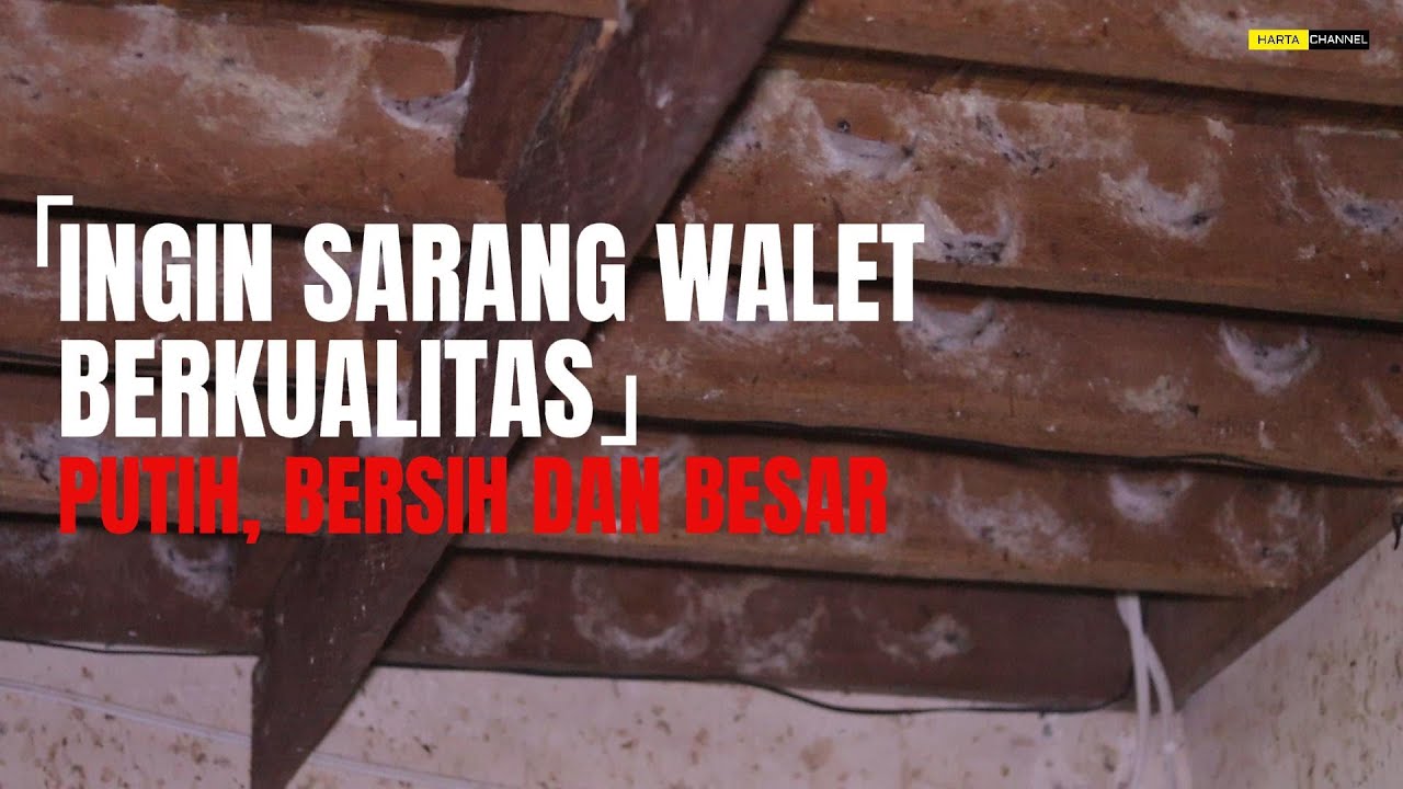 RAHASIA UMUM II JIKA INGIN SARANG WALET BERSIH, PUTIH YANG INTINYA KUALITAS TERBAIK