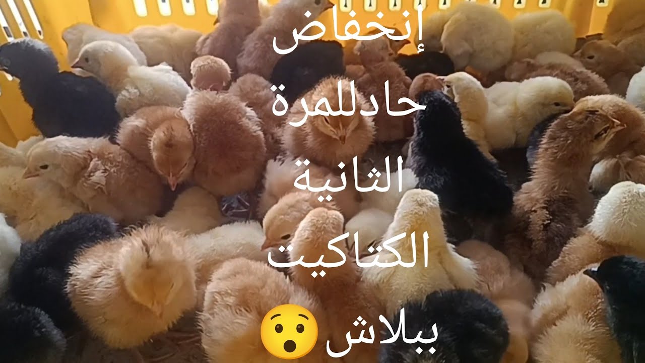 #انخفاض  اسعار الكتاكيت والبط للمرة الثانية فى أسبوع 