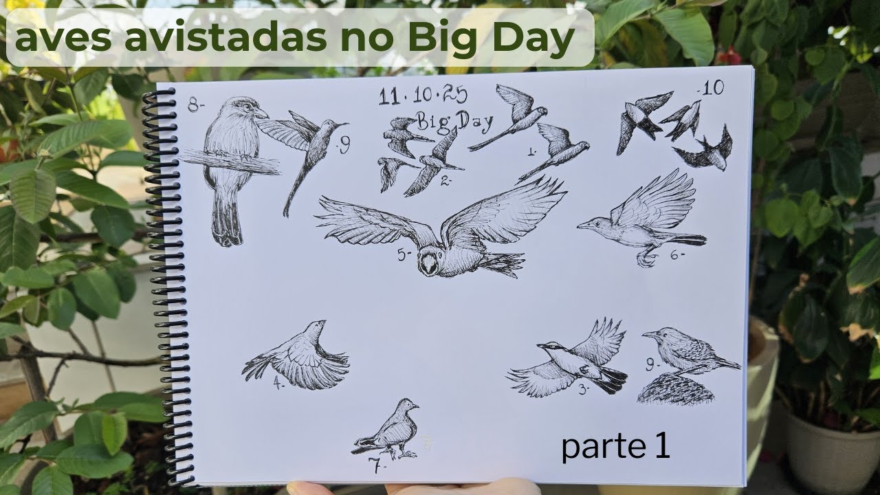Aves que avistei/ouvi no Big Day | parte 1 | Inktober 2025