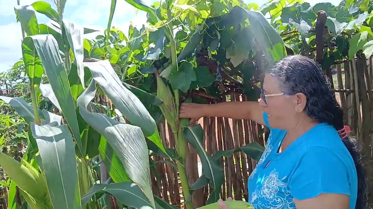     Hoje Colhemos espigas de milho 🌽 No nosso quintal #plantas 