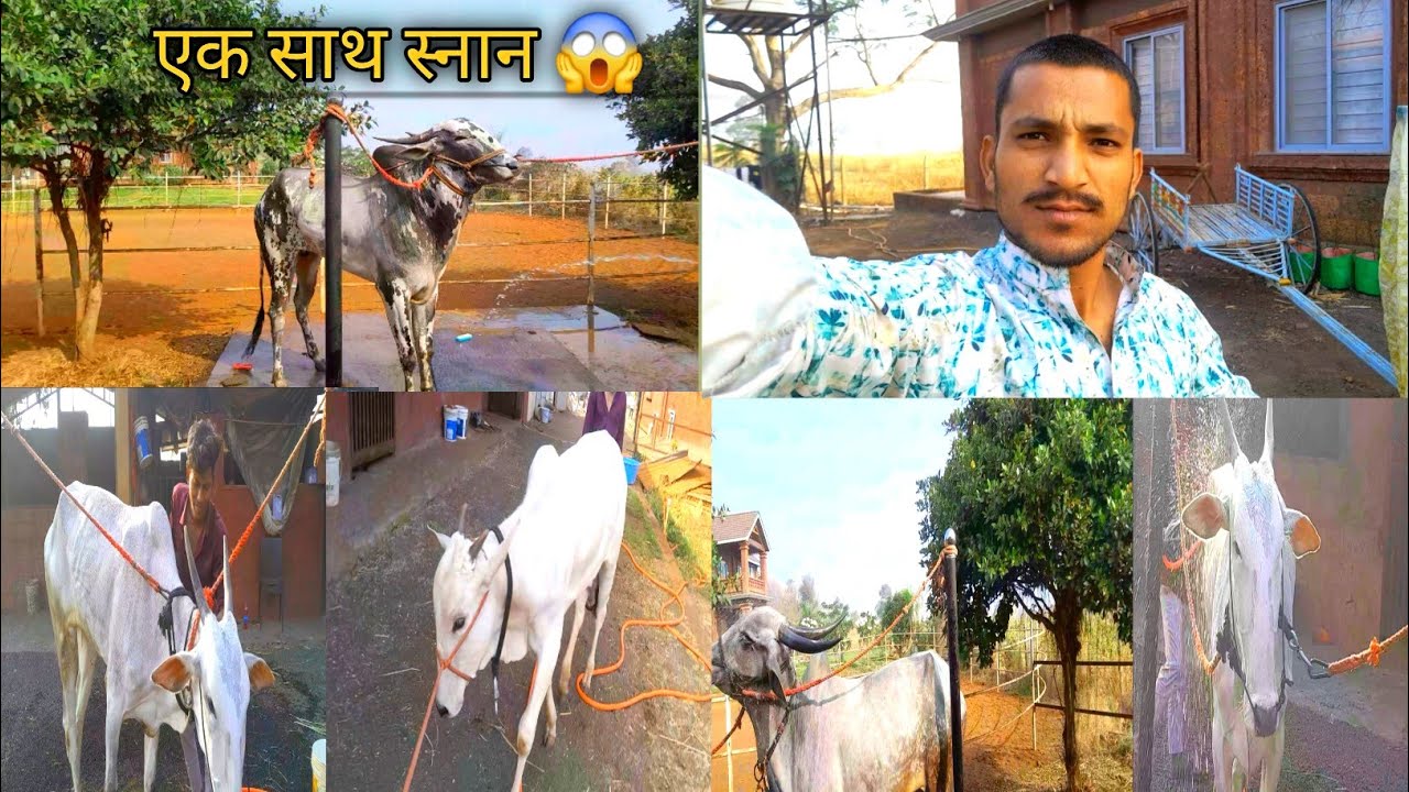5 जानवर को एक साथ स्नान करा दिया 😱