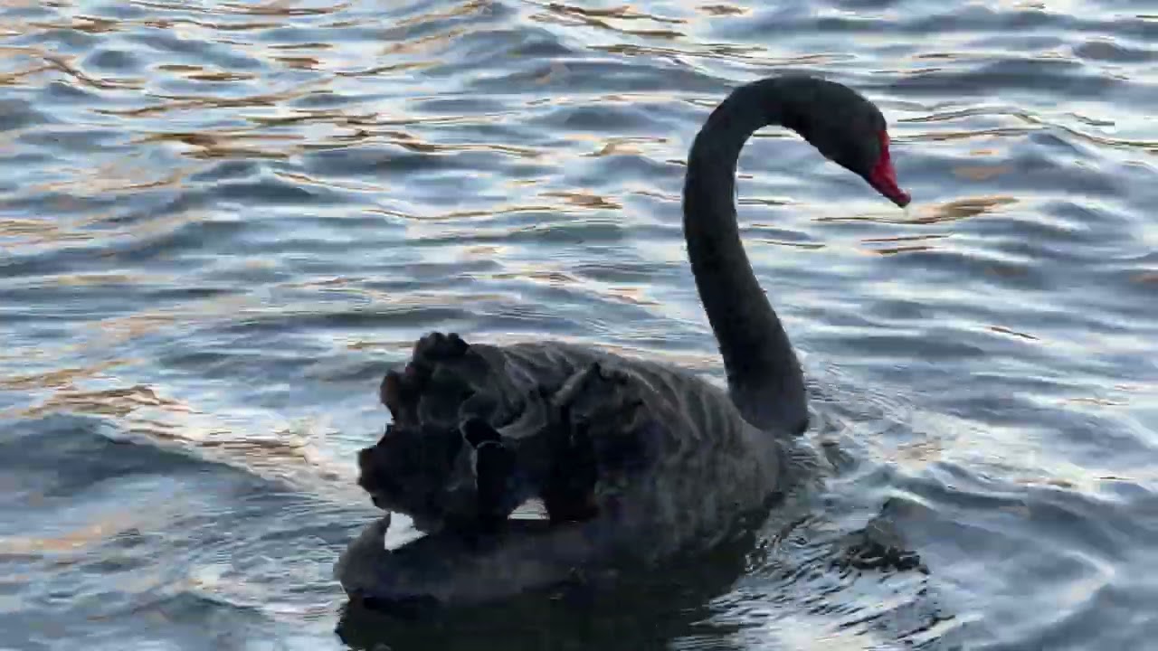 “A black swan dips its neck to feed on algae in the Serpentine in the afternoon 🦢🌿” #wildlife #swan