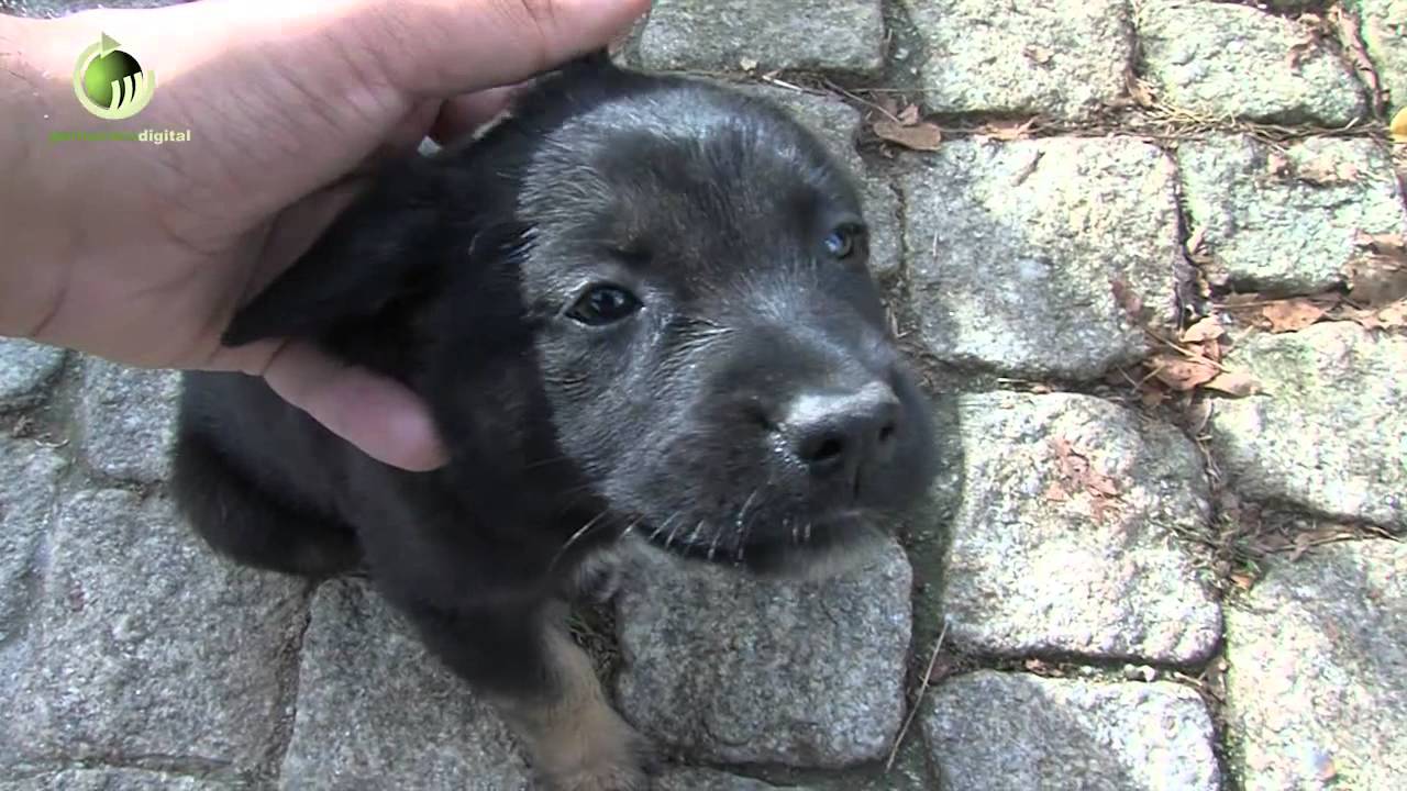 Setenta animais aptos para adopção no Canil/Gatil de Guimarães