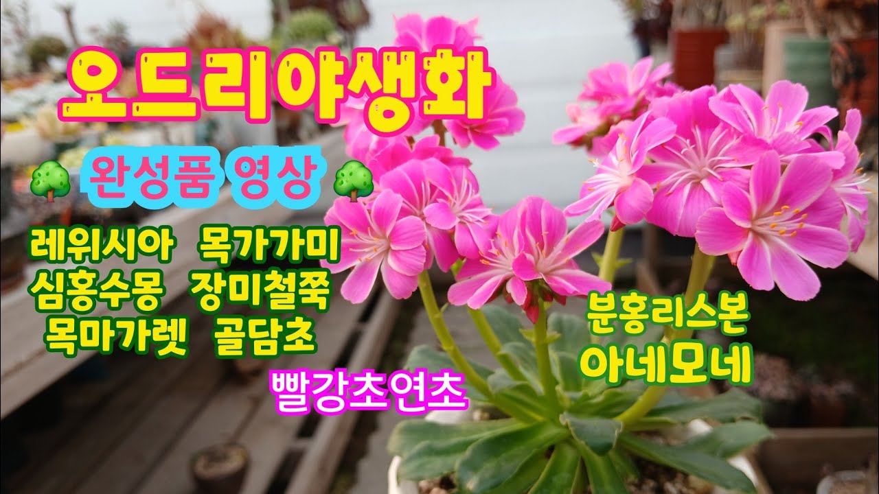 오드리야생화#외목대골담초#천리향#장미철쭉#노아시#겹동이#동백#자광#심홍수몽#히말라야앵초#