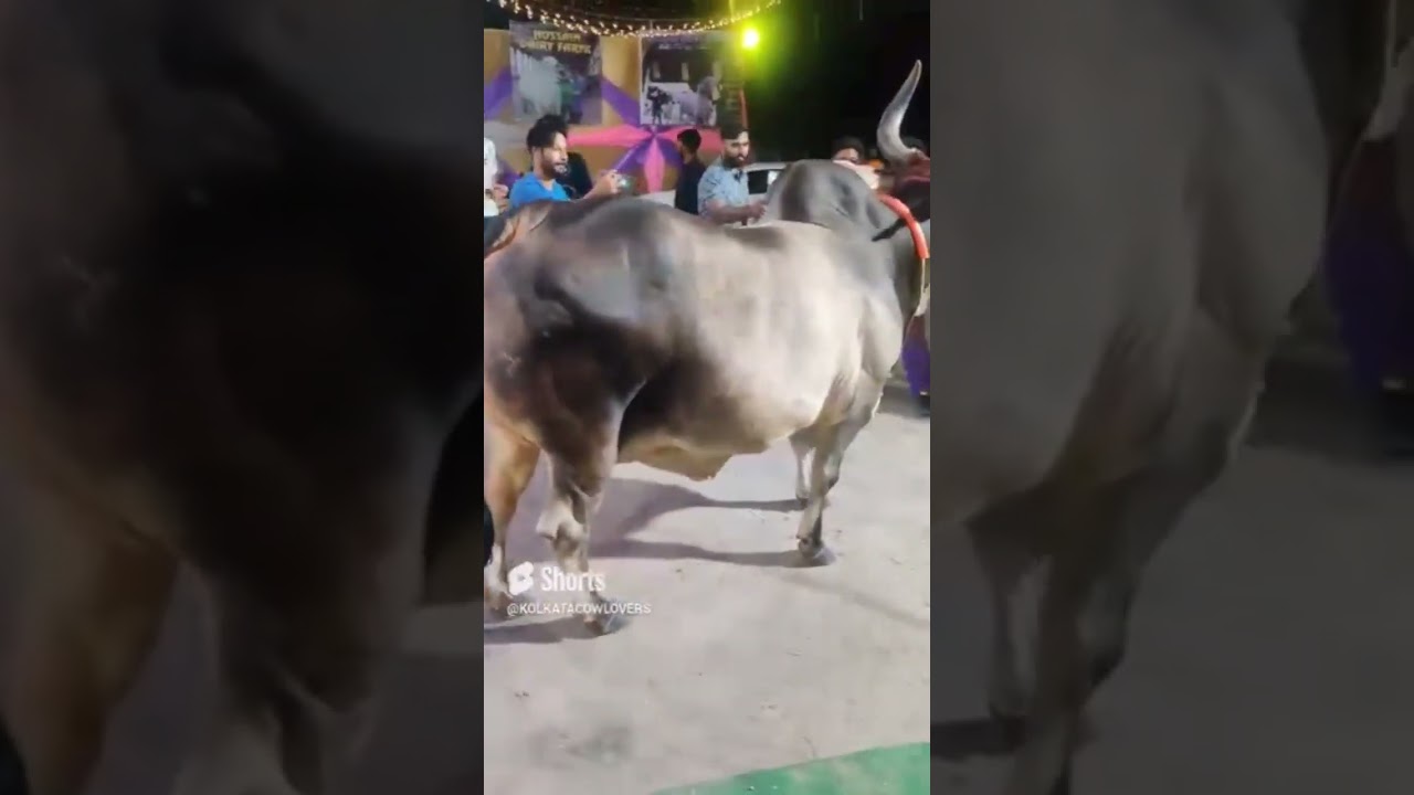 |  #viralvideo #Pakistani ,#millionviews #mandi #multan #wara