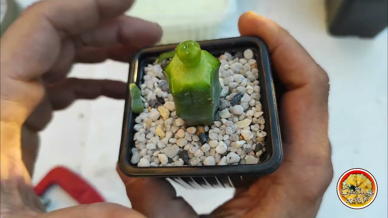 Injerto ASTROPHYTUM ASTERIAS VARIEGATA sobre MYRTILLOCACTUS GEOMETRIZANS (GARAMBULLO)