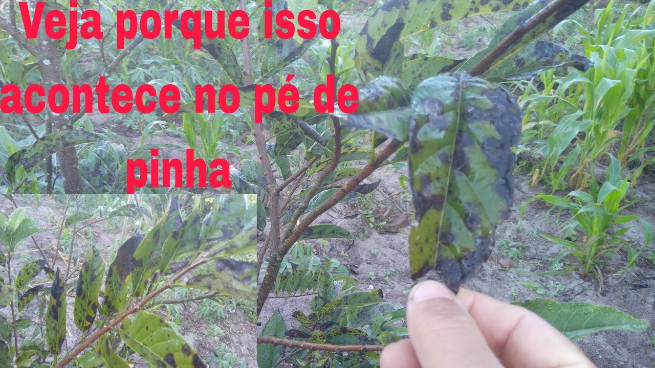 Veja porque as folhas do pé pinha ou fruta do conde seca e cai tudo, será que é uma doença? olha só