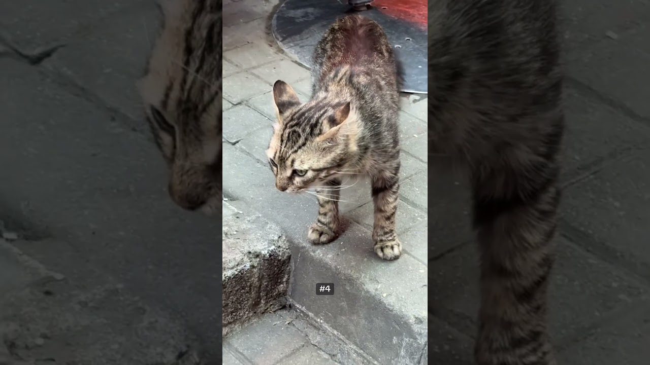 How many cats can I find on my first day in Istanbul? #turkey #travel