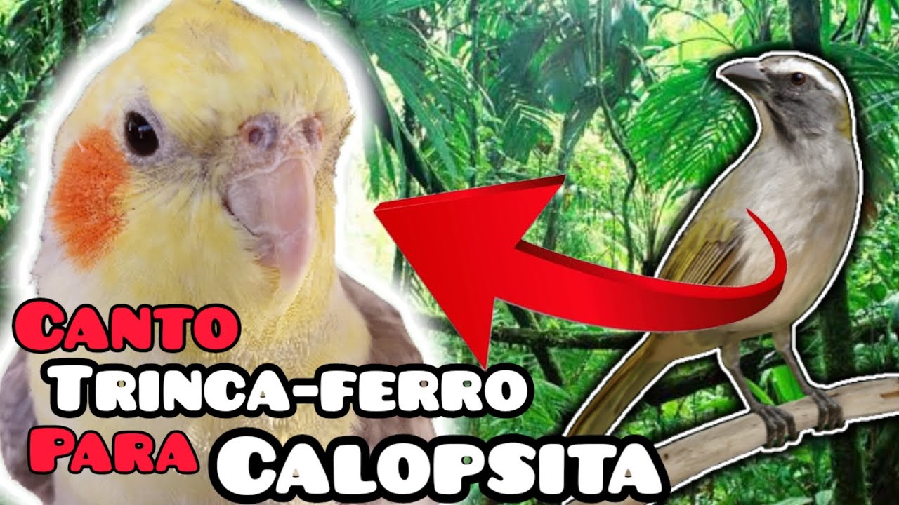 VÍDEO para ensinar CALOPSITA a cantar igual TRINCA FERRO [CALOPSITA CANTANDO]