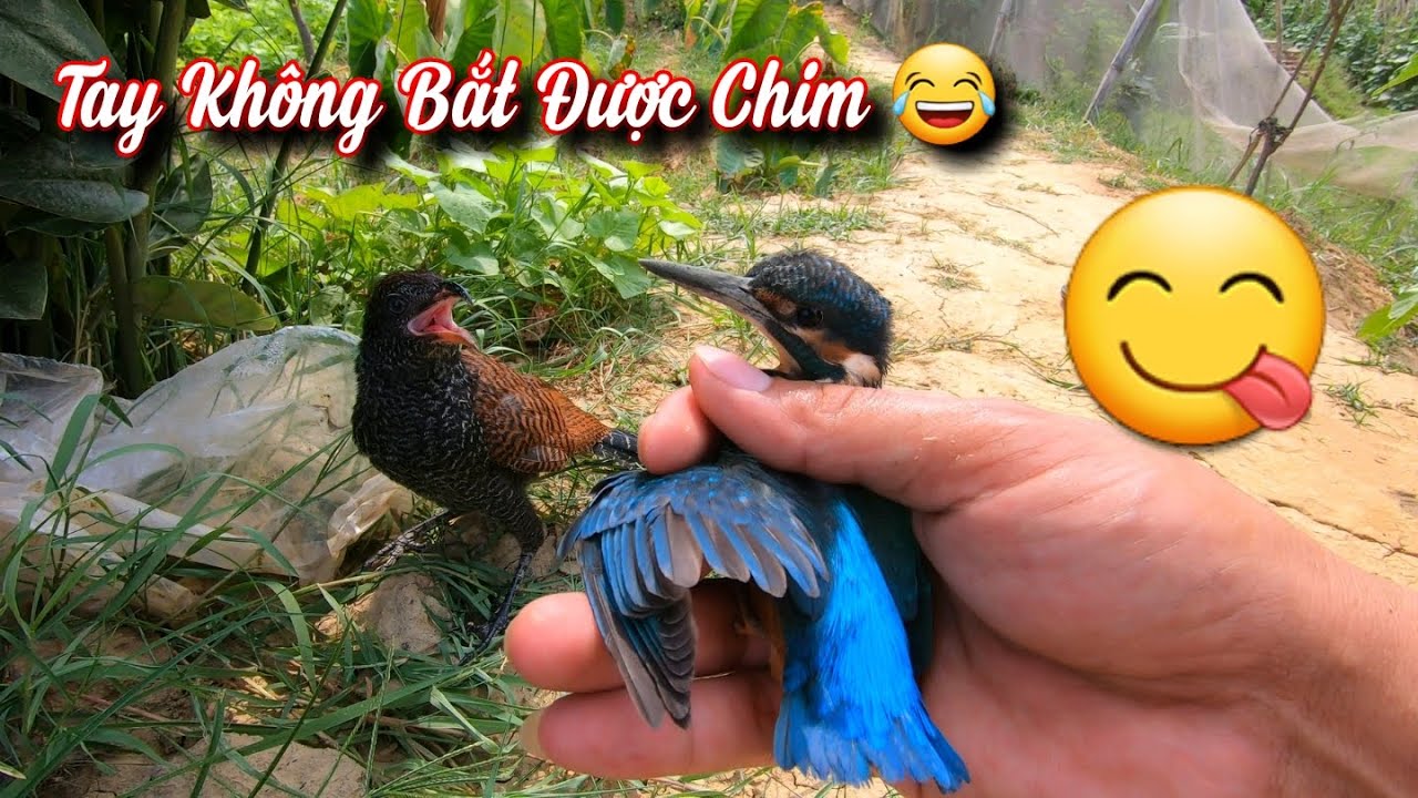 V&ocirc; T&igrave;nh Bắt Được Con Chim B&oacute;i C&aacute; Rất Đẹp Khi Đang Chơi C&ugrave;ng B&igrave;m Bịp / Quế Nghịch