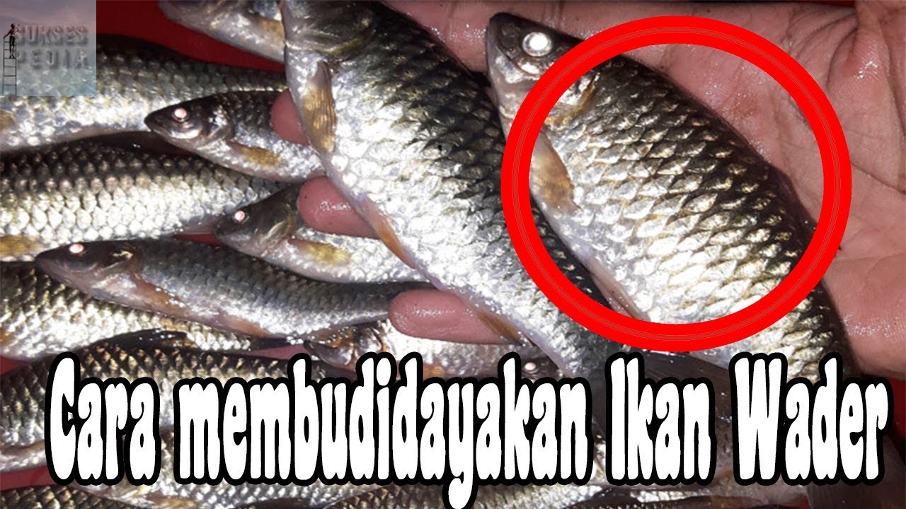 DASAR-DASAR CARA MEMBUDIDAYAKAN IKAN WADER