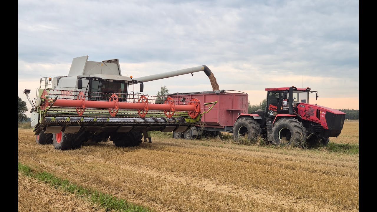 2025 rugiapjūtės sezonas. Red devil🚜  Xtz excliusive. Darbas su claas lexion 580
