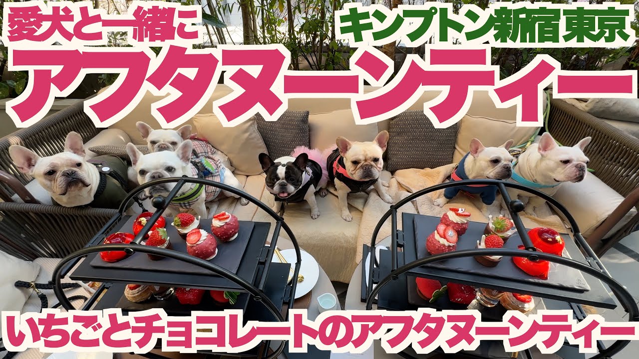 愛犬と キンプトン新宿東京 【 フレンチブルドッグ french_bulldog 】 いちごとチョコレートのアフタヌーンティー