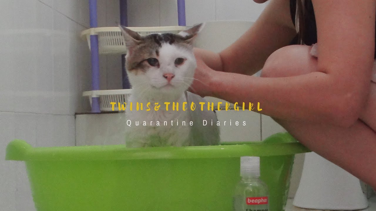 Quarantine Diaries | HOW WE SHOWER OUR CATS