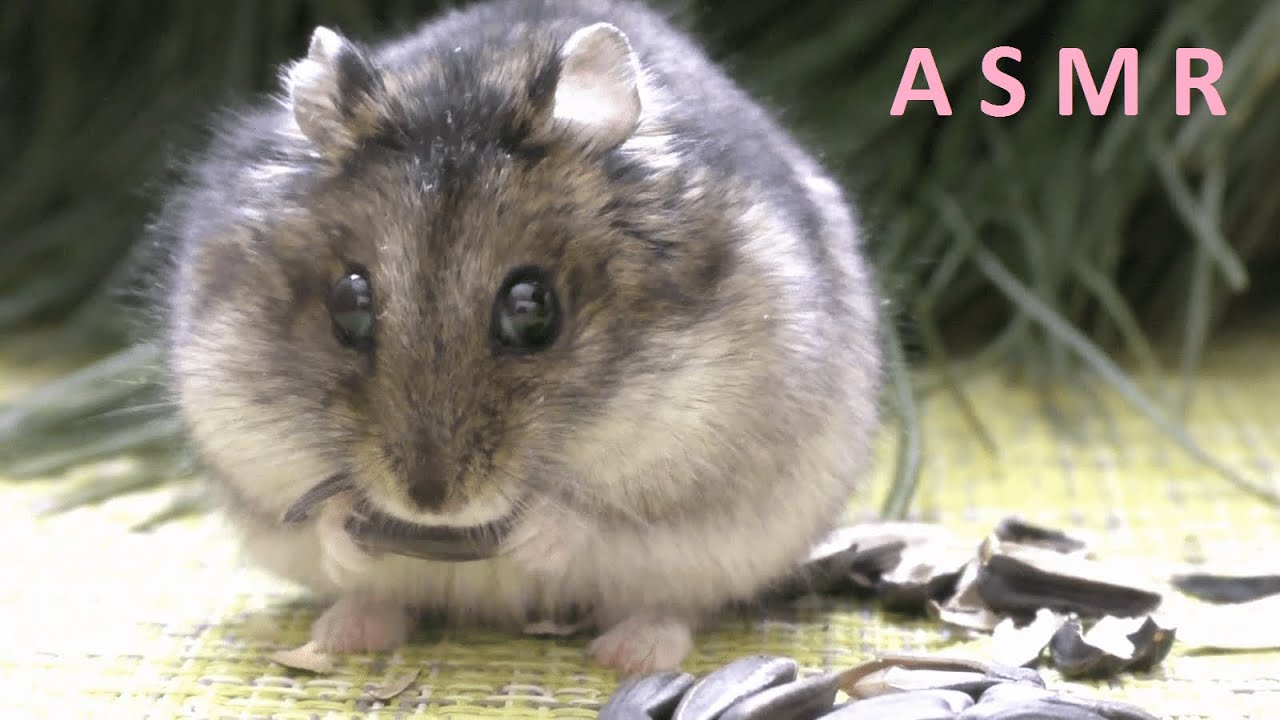 HAMSTER STUFFED FULL CHEEKS WITH SEEDS ASMR | ANIMALS ASMR #26