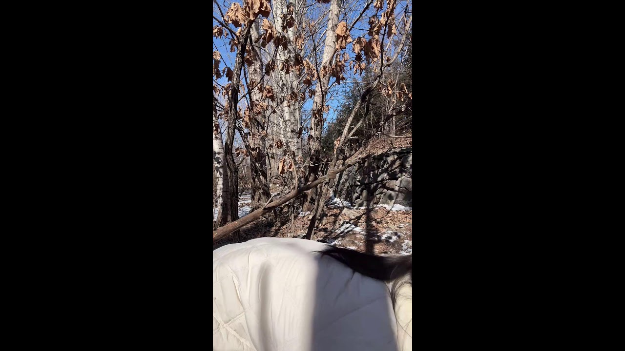 Winter Forest Live｜Feeding Wild Squirrels with Live Narration 🐿️🌲