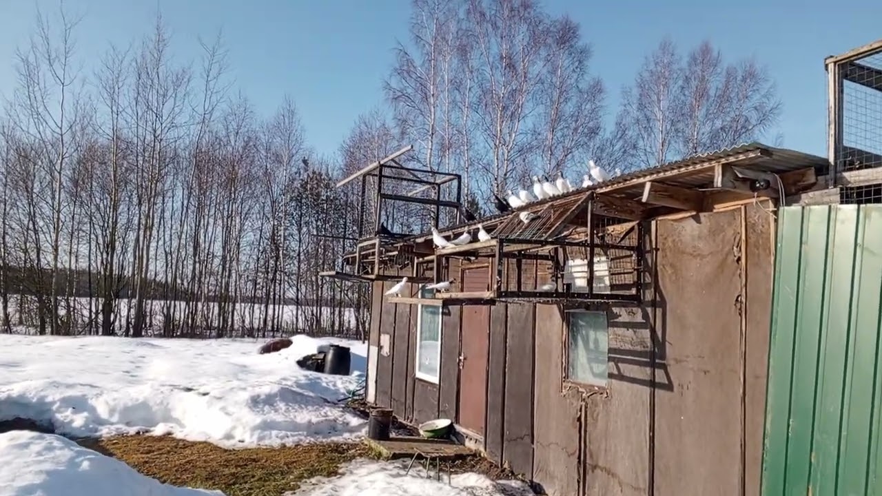 Будапештские полетали