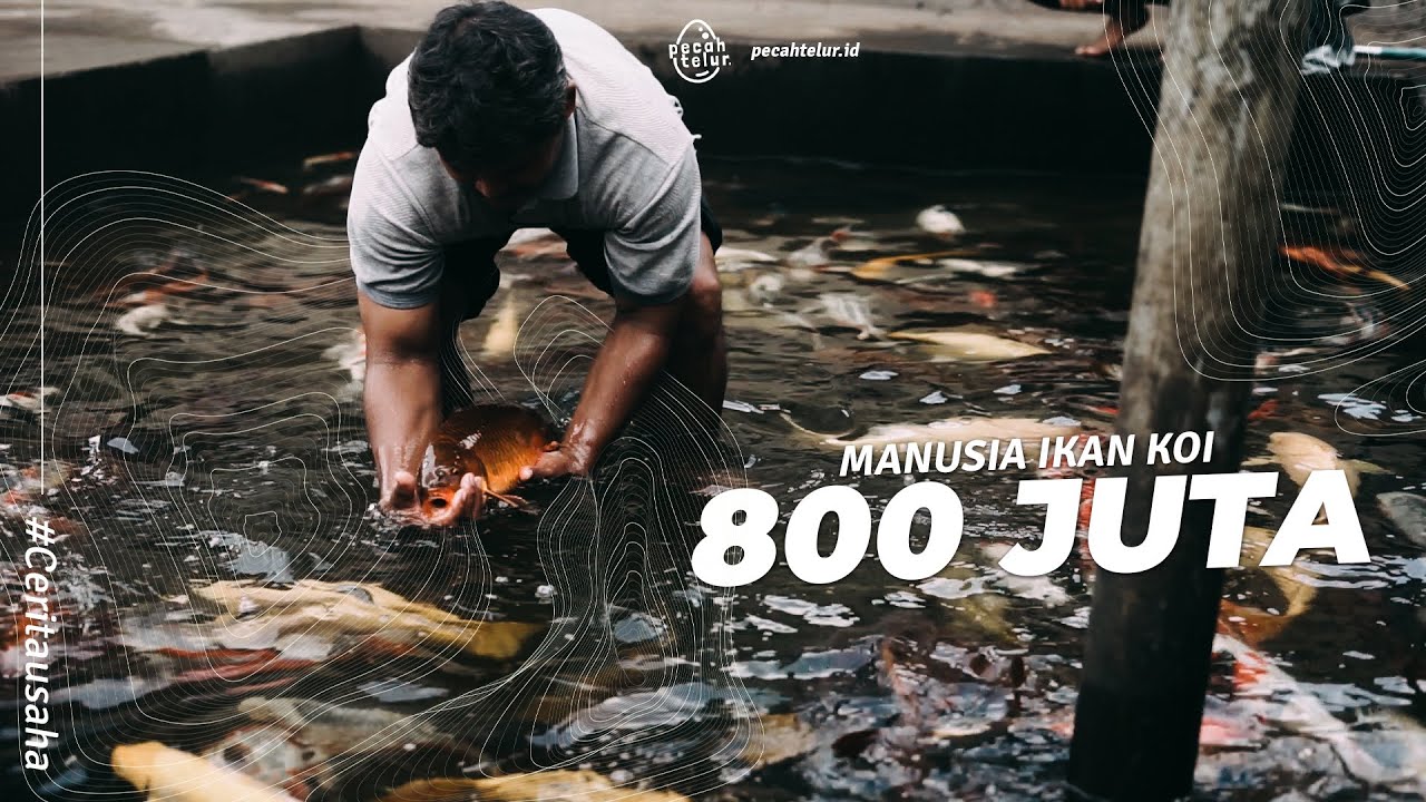 Daging!!! Budidaya Ikan Koi Modal 6 Juta Untung 800 Juta dalam 10 Bulan